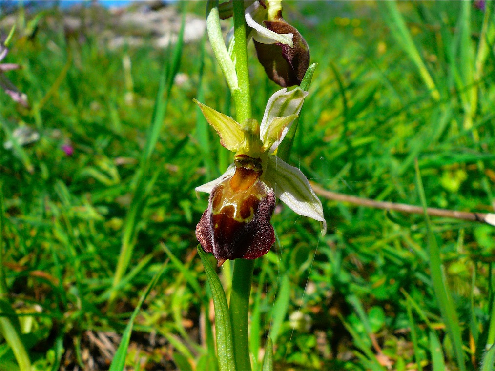 Ophrys , Orchis e ibridi - Orchidee cittadine II